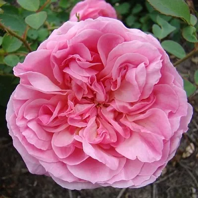 Саженцы роз ХАЙДИ ХОЛЛ английская  Саженцы роз ХАЙДИ ХОЛЛ английская в Балашихе