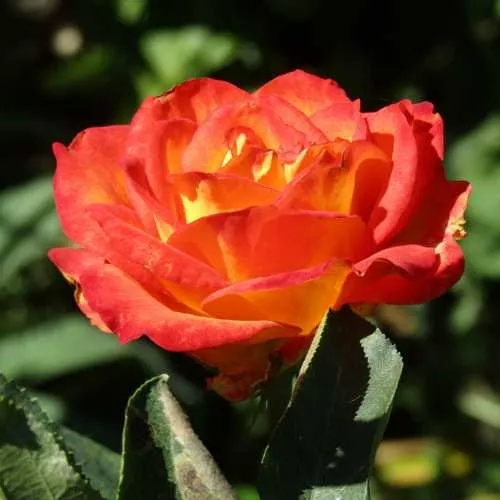 Роза ЛИНА чайно-гибридная  в Балашихе