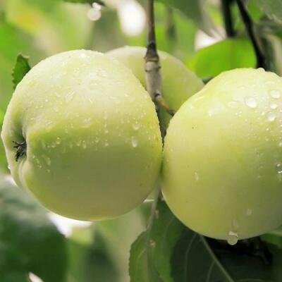 Саженцы яблони оптом в Балашихе