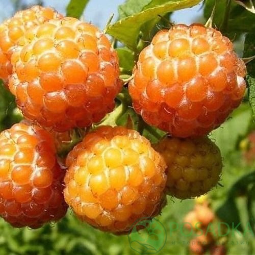 Малина КУМБЕРЛЕНД желтая в Балашихе