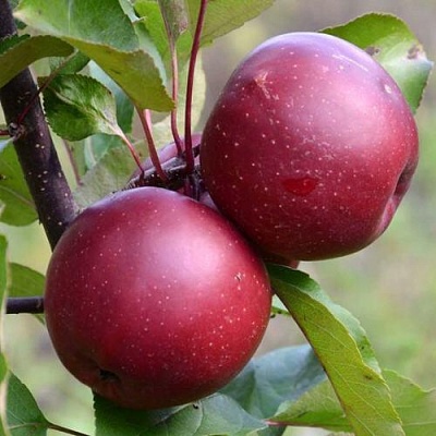 Яблоня красномясая в Балашихе