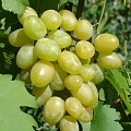 Виноград в Балашихе