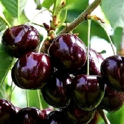 Черешня ДОНЕЦКИЙ УГОЛЁК в Балашихе