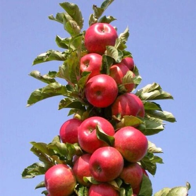 Яблоня СОЗВЕЗДИЕ колонновидная в Балашихе