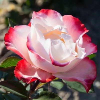 Роза НОСТАЛЬЖИ чайно-гибридная  в Балашихе