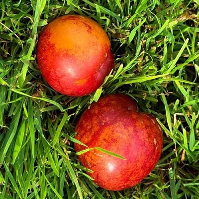 Шарафуга НЕКТАРИННАЯ в Балашихе