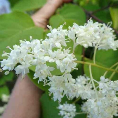 Сирень АМУРСКАЯ в Балашихе