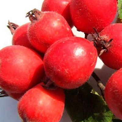 Боярышник в Балашихе