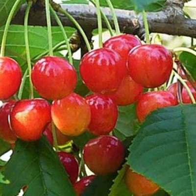 Черешня ДОНЧАНКА в Балашихе