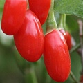 Годжи (чудо-ягода) в Балашихе