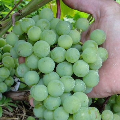 Виноград СУПАГА в Балашихе