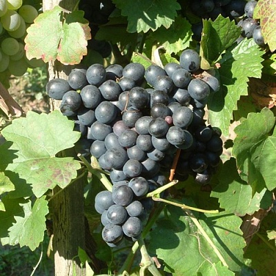 Виноград ЭСТЕР (R-65) в Балашихе