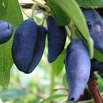 Жимолость съедобная в Балашихе