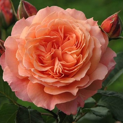 Роза шраб в Балашихе