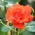 Роза АНЖЕЛИКА чайно-гибридная  в Балашихе