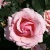 Роза ПОЭЗИЯ флорибунда в Балашихе