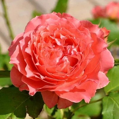 Роза КОРАЛ ЖЕЛЕ японская в Балашихе