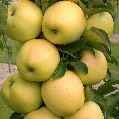 Яблоня колонновидная в Балашихе