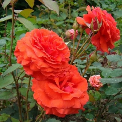 Роза АНЖЕЛИКА чайно-гибридная  в Балашихе