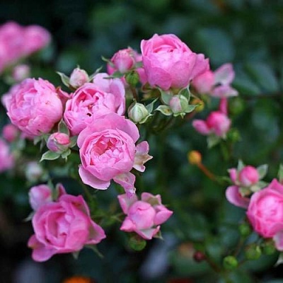 Роза полиантовая в Балашихе