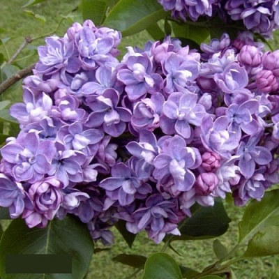 Сирень АМИ ШОТТ в Балашихе