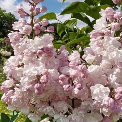 Сирень КРАСАВИЦА МОСКВЫ в Балашихе