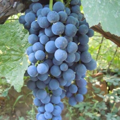 Виноград ВЕНУС в Балашихе