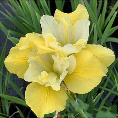 Ирис САММЕР РЕВЕЛЗ сибирский в Балашихе