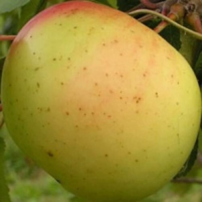 Яблоня БАНАНОВОЕ в Балашихе