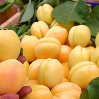 Абрикос АНАНАСНЫЙ в Балашихе