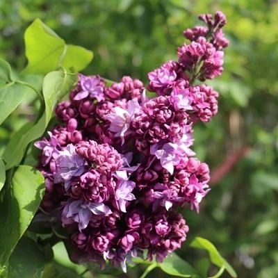 Сирень МАРШАЛ МАЛИНОВСКИЙ в Балашихе