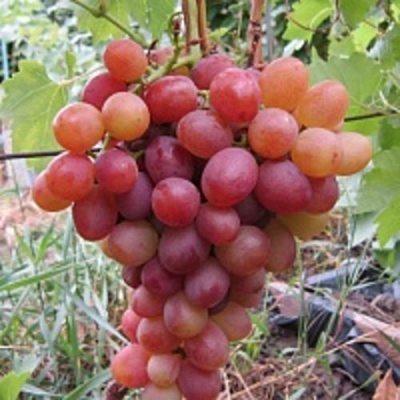Виноград ЛИВИЯ в Балашихе