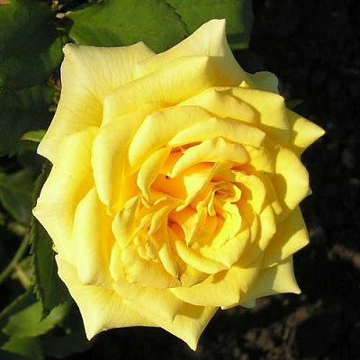 Роза ЛАНДОРА чайно-гибридная  в Балашихе