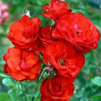 Роза ФАЙЕР КИНГ спрей  в Балашихе