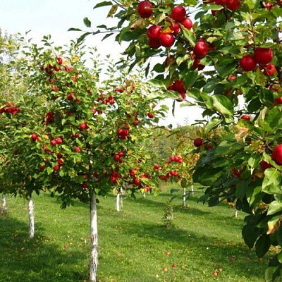 Плодовые деревья в Балашихе