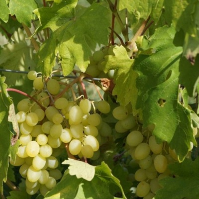 Виноград БЛАГОВЕСТ в Балашихе