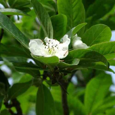 МУШМУЛА  в Балашихе