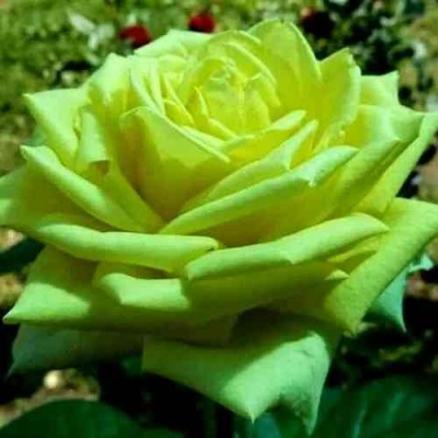 Роза АМАНДИНА чайно-гибридная  в Балашихе
