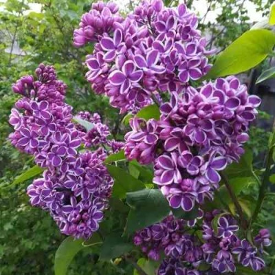 Сирень СЕНСАЦИЯ в Балашихе