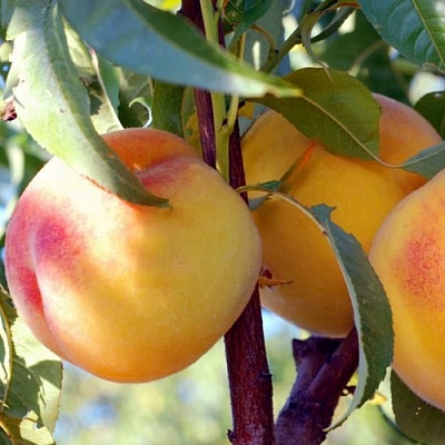 Персики в Балашихе