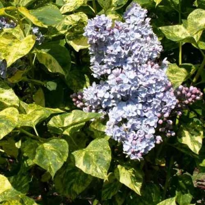 Сирень АУКУБАФОЛИЯ в Балашихе