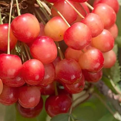 Черешня ЮЛИЯ в Балашихе