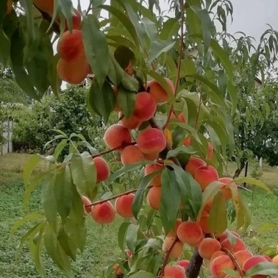 Персик ВУЛКАН в Балашихе