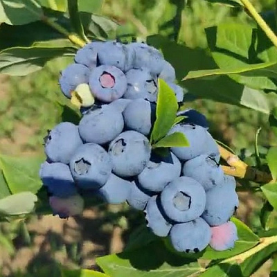 Голубика МЕГАС БЛЮ в Балашихе
