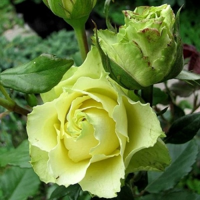 Роза ЛИМБО (ДОЛЛАР) чайно-гибридная  в Балашихе
