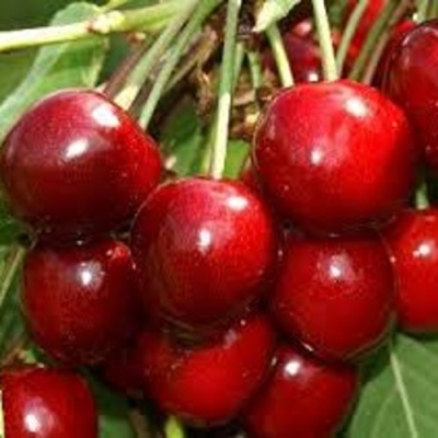 Черешня МИНЧАНКА в Балашихе