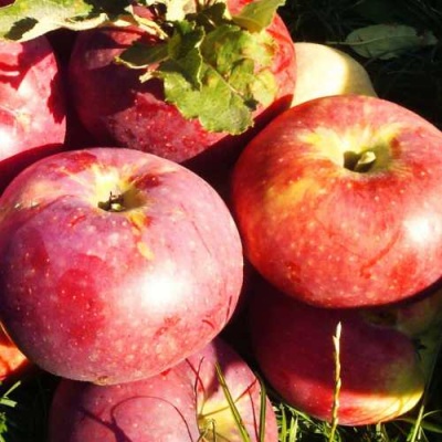 Яблоня АПОРТ в Балашихе