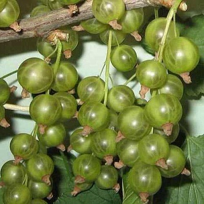 Смородина зеленоплодная ВЕРТИ в Балашихе