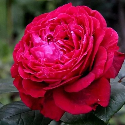 Роза 4 ВЕТРОВ флорибунда  в Балашихе