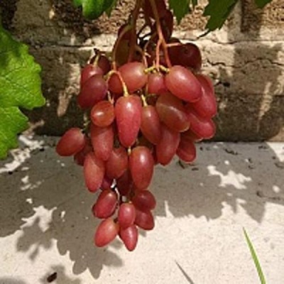 Виноград ЮБИЛЕЙ НОВОЧЕРКАССКА в Балашихе